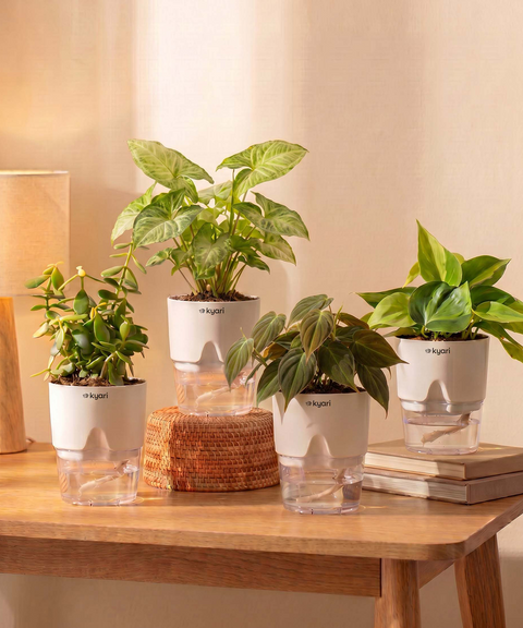 Kyari Combo of 4 Indoor Plants - Jade, Syngonium White, Philodendron Micans & Philodendron Oxycardium with White Self Watering Pot 4 Inch