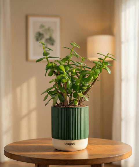 Lucky Jade Plant with Medium Self Watering Pot