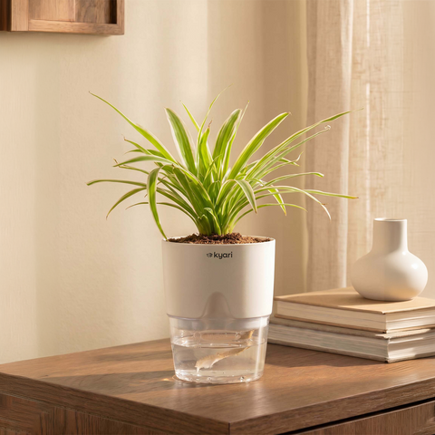 Spider Plant With Self Watering Pot