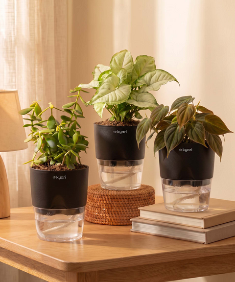 Air Purifying Combo - Set of 3 Self Watering Plants