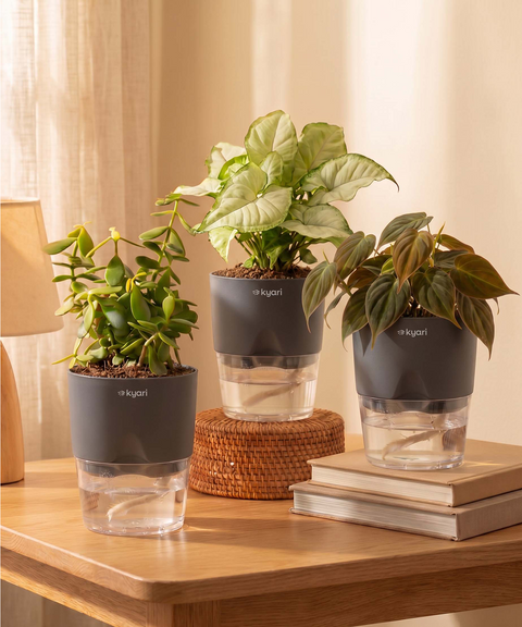 Air Purifying Combo - Set of 3 Self Watering Plants