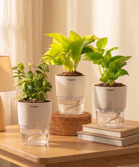 indoor plants lucky for home Kyari Lucky Combo of 3 Indoor Plants
