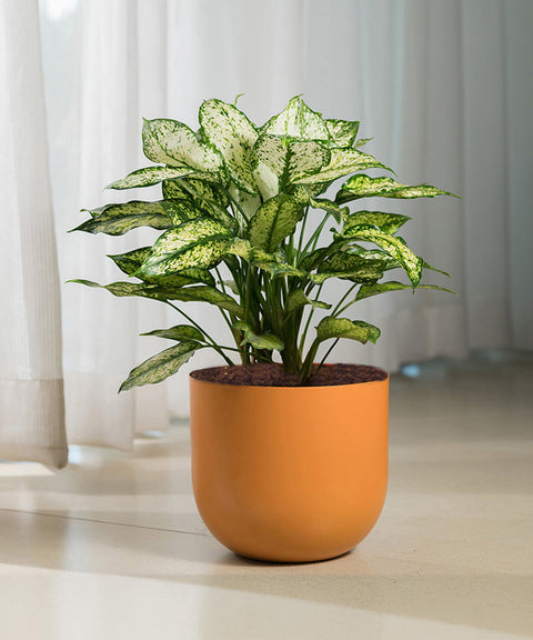 Aglaonema Snow White Plant