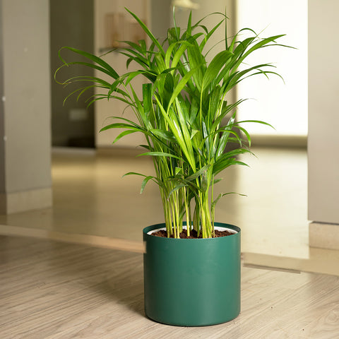 Areca Palm with Zen Planter