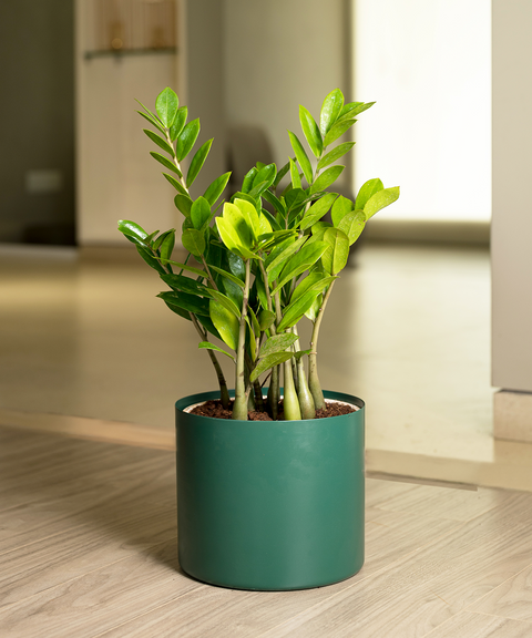 ZZ Green with Zen Planter