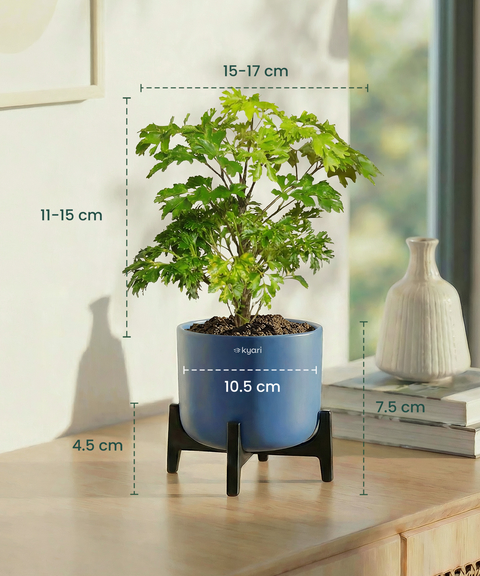 Aralia Plant with Aira Pot