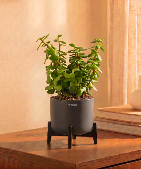 Jade Plant with Aira Pot for corporate