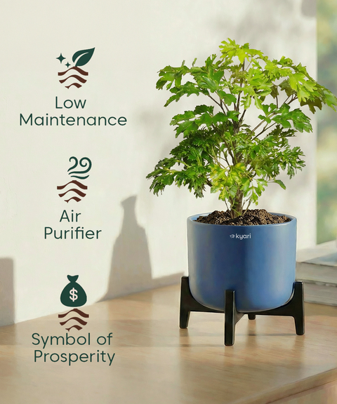 Aralia Plant with Aira Pot