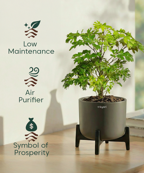 Aralia Plant with Aira Pot