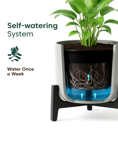 Aralia Plant with Aira Pot
