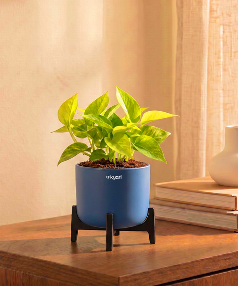Golden Money Plant in Aira Self Watering Pot (Stand included)
