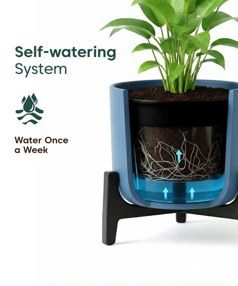 Aralia Plant with Aira Pot