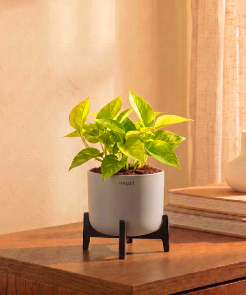 Golden Money Plant in Aira Self Watering Pot (Stand included)