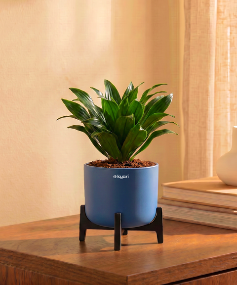 Dracaena Compacta Plant in Aira Self Watering Pot (Stand included)