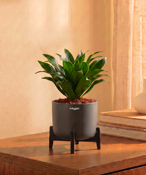 Dracaena Compacta Plant in Aira Self Watering Pot (Stand included)