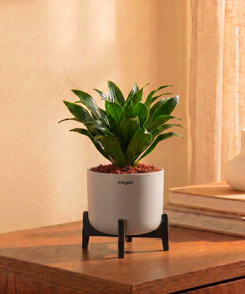 Dracaena Compacta Plant in Aira Self Watering Pot (Stand included)