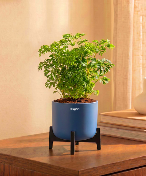 Aralia Plant in Aira Self Watering Pot (Stand included)