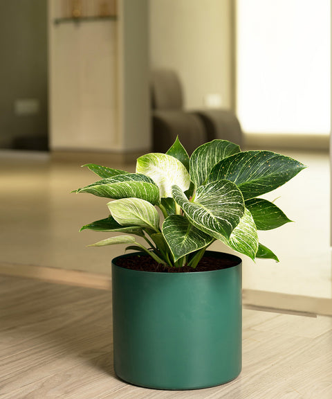 Philodendron Berkin with Zen Planter