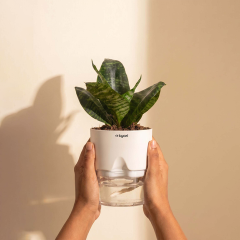 Green Snake Plant With Self Watering Pot