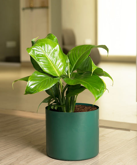 Peace Lily with Zen Planter