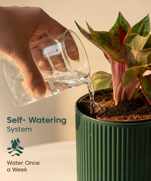 Golden Hahnii Snake Plant with Medium Self Watering Pot