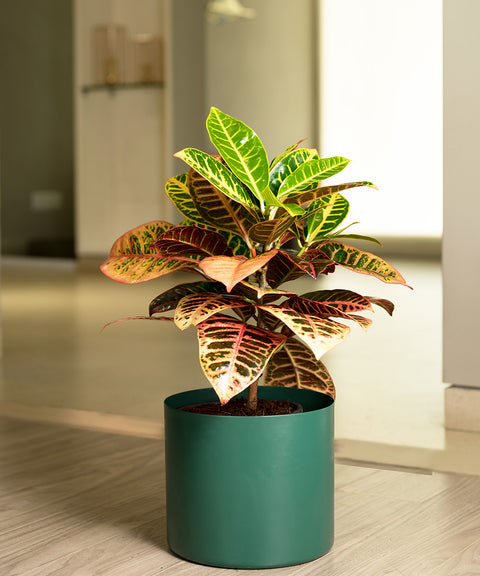 Croton Petra with Zen Planter