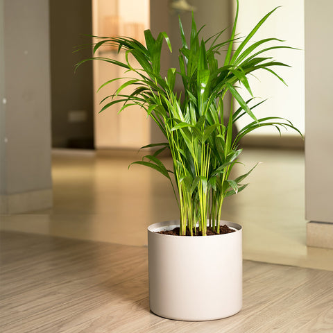 Areca Palm with Zen Planter