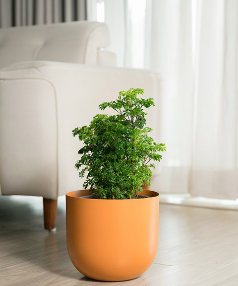 Aralia Green Plant