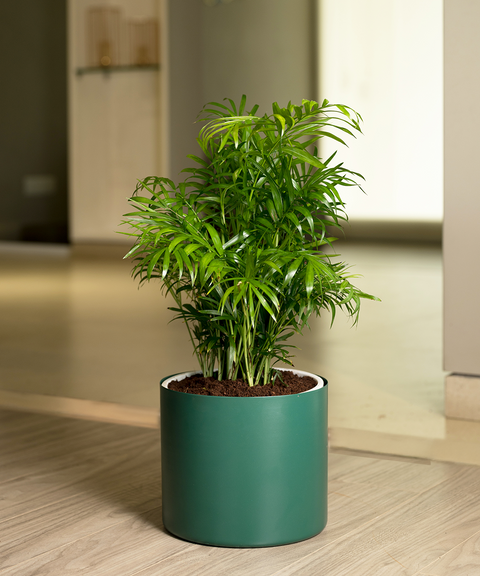 Chamaedorea Palm with Zen Planter