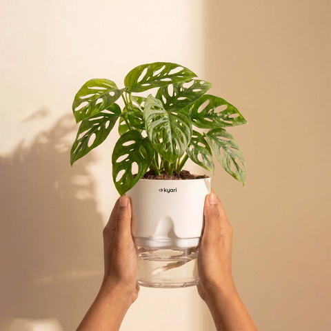 Philodendron Broken Heart Plant With Self Watering Pot