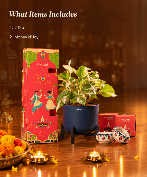 Gleam Hamper -  Money N' Joy Plant With Aira Self Watering Pot