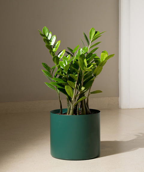 ZZ Green with Zen Planter