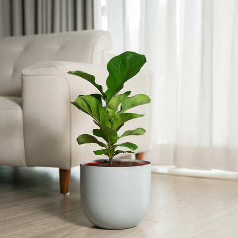 Ficus Lyrata - Fiddle Fig- Arbor Planter