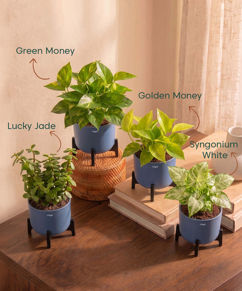 Lucky Plants Combo - Set of 4 Self Watering Plants