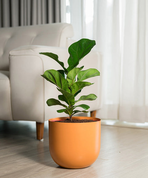 Fiddle Fig Plant