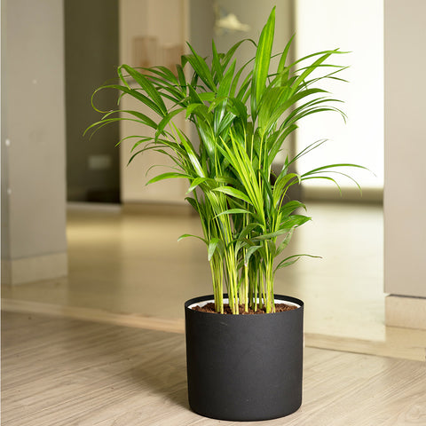 Areca Palm with Zen Planter