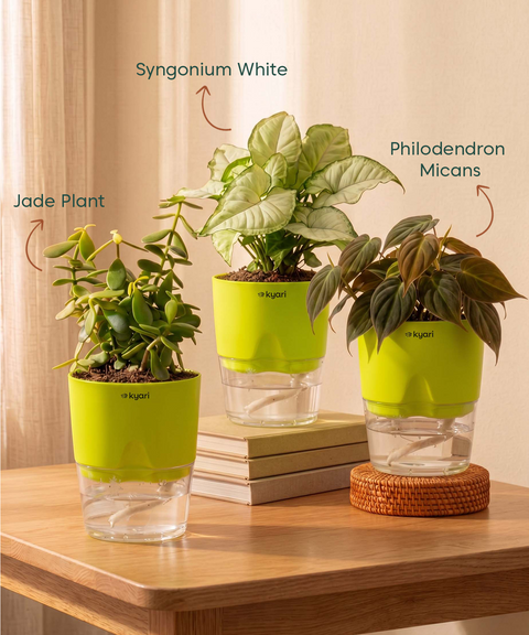 Air Purifying Combo - Set of 3 Self Watering Plants