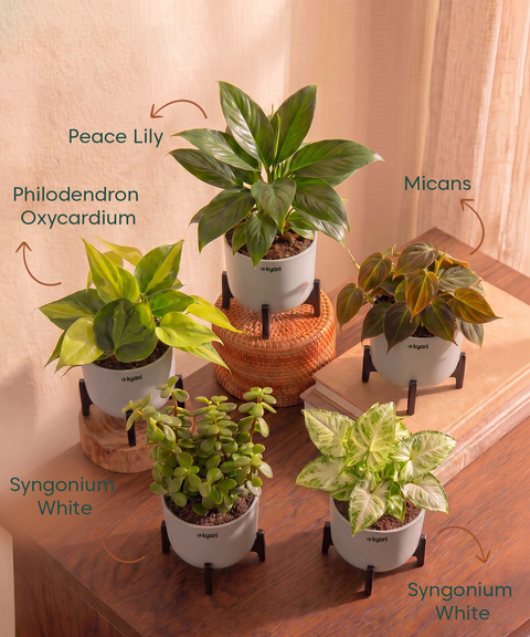 Air Purifying Combo - Set of 5 Self Watering Plants