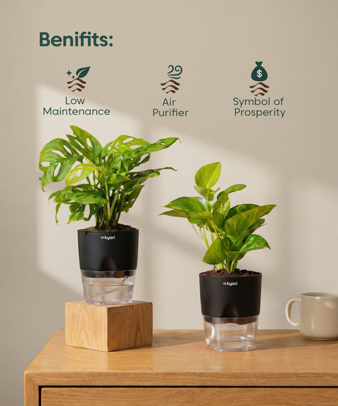 Easy Care Home Decor Combo