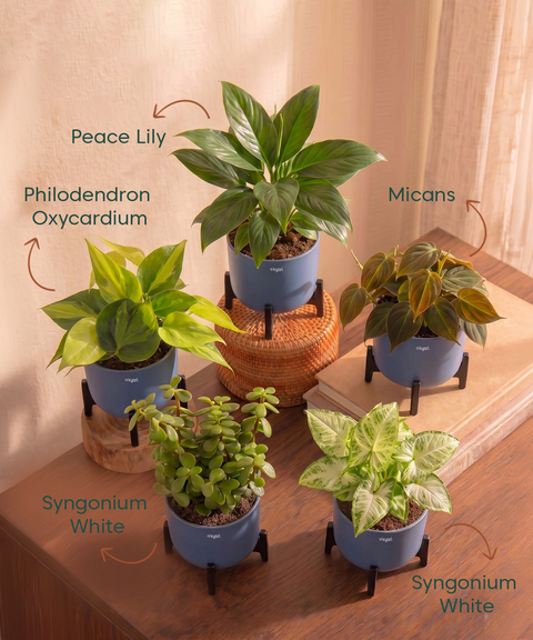 Air Purifying Combo - Set of 5 Self Watering Plants