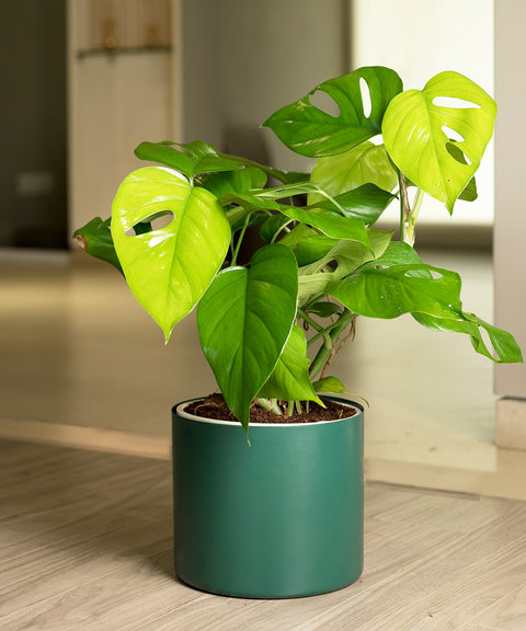 Monstera Deliciosa with Zen Planter