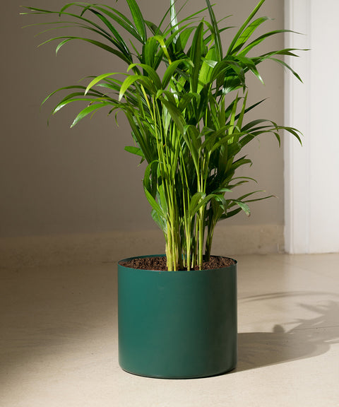 Areca Palm with Zen Planter