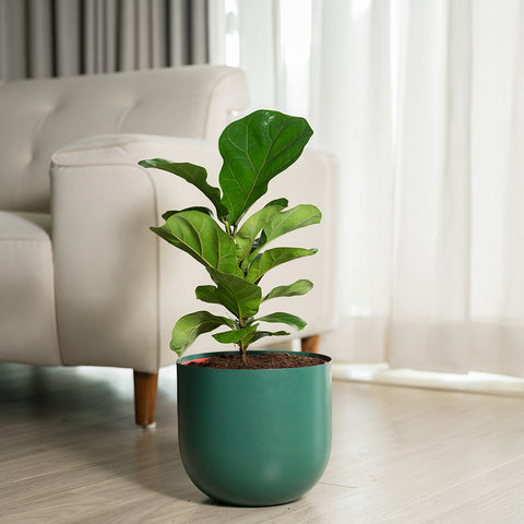 Ficus Lyrata - Fiddle Fig- Arbor Planter