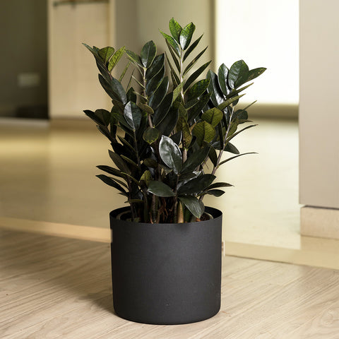 ZZ Black with Zen Planter