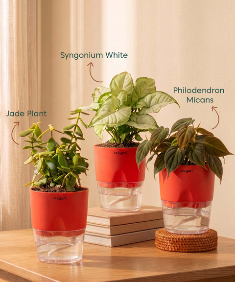Air Purifying Combo - Set of 3 Self Watering Plants