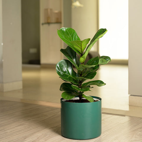 Ficus Lyrata - Fiddle Fig- Zen Planter