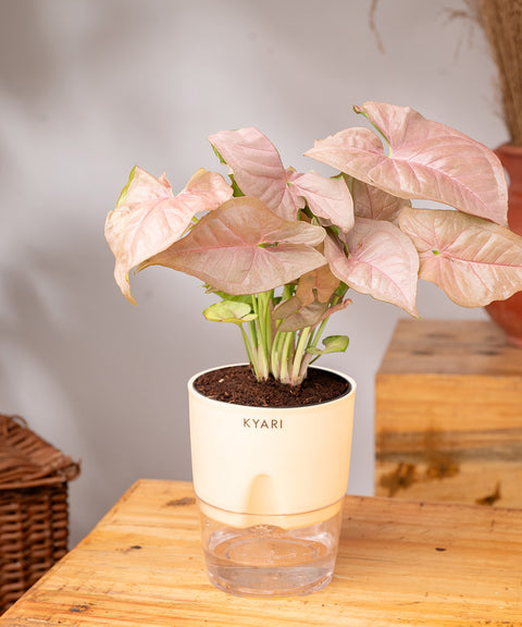 Syngonium Pink Plant - BYOB