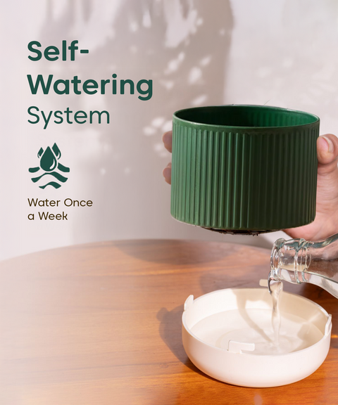 Syngonium White Plant With Mylo Planter