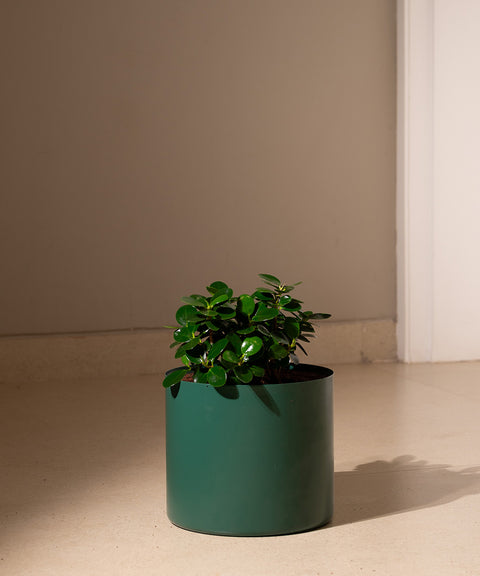 Ficus Microcarpa with Zen Planter