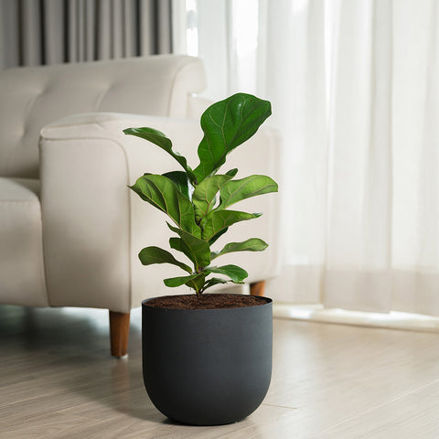 Ficus Lyrata - Fiddle Fig- Arbor Planter